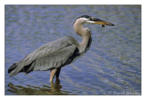 Photo of Ardea herodias by <a href="http://www.blevinsphoto.com/contact.htm">David Blevins</a>
